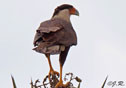 Caracara cheriway